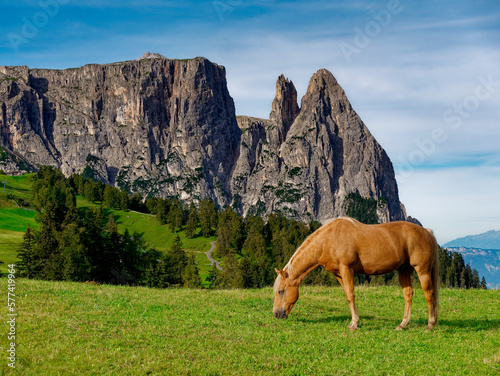 wild brown horse eating grass in the meadow against sciliar mountain peak alps Italian Dolomite photo