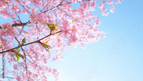 青空を背景に輝くように咲く満開の桜の花と緑の葉 - 春・お祝いのイメージ - 河津桜/日本