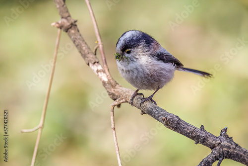 Long-tailed tit perched on a branch with moss in its beak