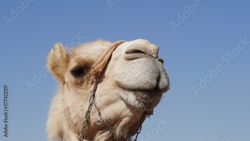 Camel in Negev Desert, Israel, close to Mamshit National Park © Natalia Hanin