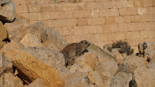 Rock hyraxes sunbathing in early morning