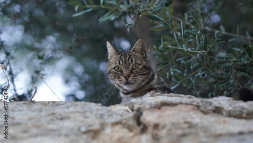 Cat on the tree