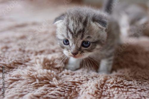 Small british shorthair cat in room. Cute kitten playing on blanket. Pet concept.