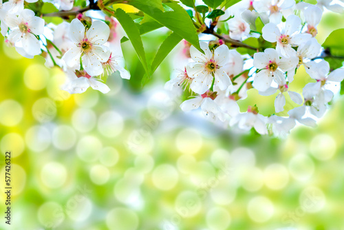 Blooming apricot,apple,cherry green leaf tree,spring in garden. nature beautiful blurred background
