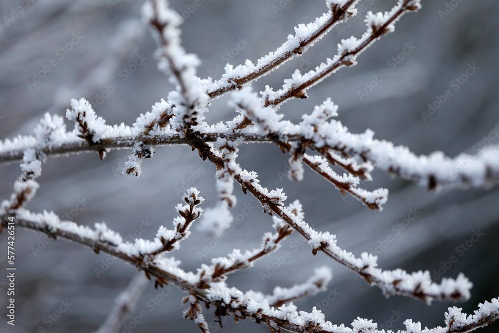 Branches with snow, frost in winter, minimalistic botany, romantic nature, warm natural tones brown beige white, close-up.