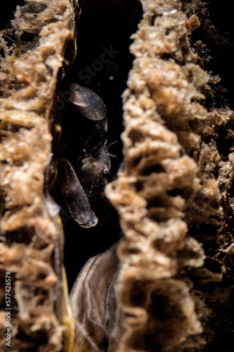 Fan clam shrimp (Pontonia pinnophylax). This tiny transparent-bodied commensal shrimp lives inside Pinna bivalve clam. Alghero, Sardinia. Italy. Porto Ferro N Sardegna