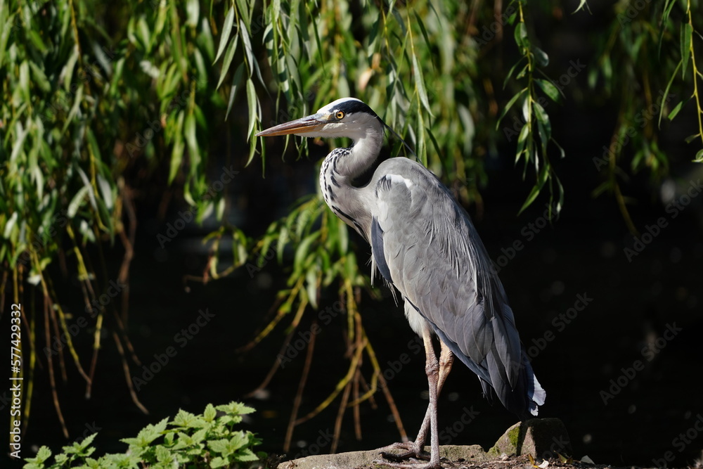 Closeup portrait of a common The grey heron (Ardea cinerea) is a long-legged predatory wading bird of the heron family, Ardeidae, native throughout temperate Europe and Asia and also parts of Africa. Closeup portrait of a common The grey heron (Ardea cinerea) is a long-legged predatory wading bird of the heron family, Ardeidae, native throughout temperate Europe and Asia and also parts of Africa.