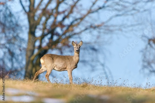 A young roebuck standing on the horizon, in the background blue sky. Capreolus capreolus. S pring in the nature. Wildlife scene with a roe deer. © Monikasurzin