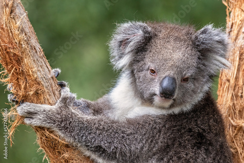 An adult koala  Phascolarctos cinereus  in a eucalyptus tree  Sydney  Australia. This cute marsupial is endangered in the wild.