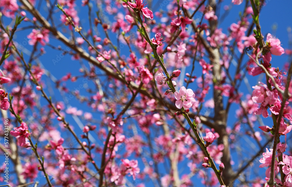 Peach blossom