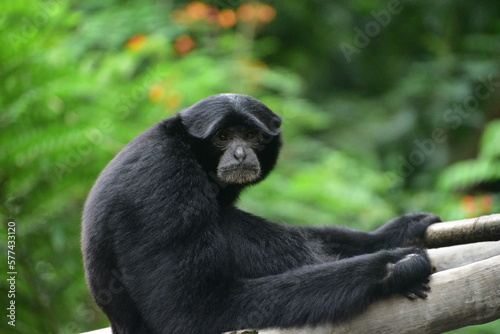 The siamang, Symphalangus syndactylus is an arboreal, black furred gibbon native to the forests of Indonesia
