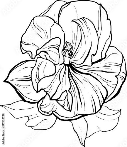 Botanical lineart tulip sketch, black flower lineart