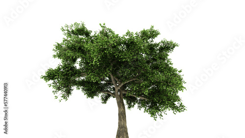 Cut tree to be used as raw material for editing work. 3d rendering. Beautiful fresh green deciduous almond tree isolated on white background with clipping path. 
