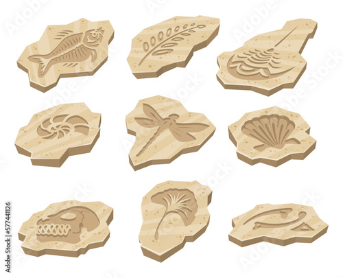 Archaeological fossil footprint stone prehistoric animal skull paleontology set isometric vector