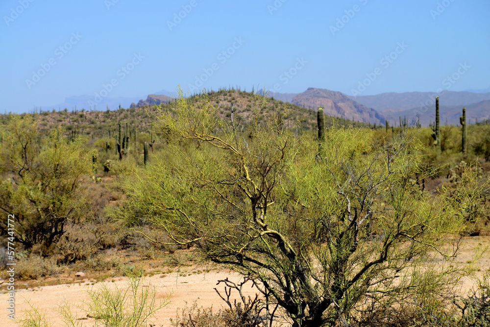 Palo Verde Tree, Sonora Desert, Mid Summer Palo Verde Tree, Sonora Desert, Mid Summer