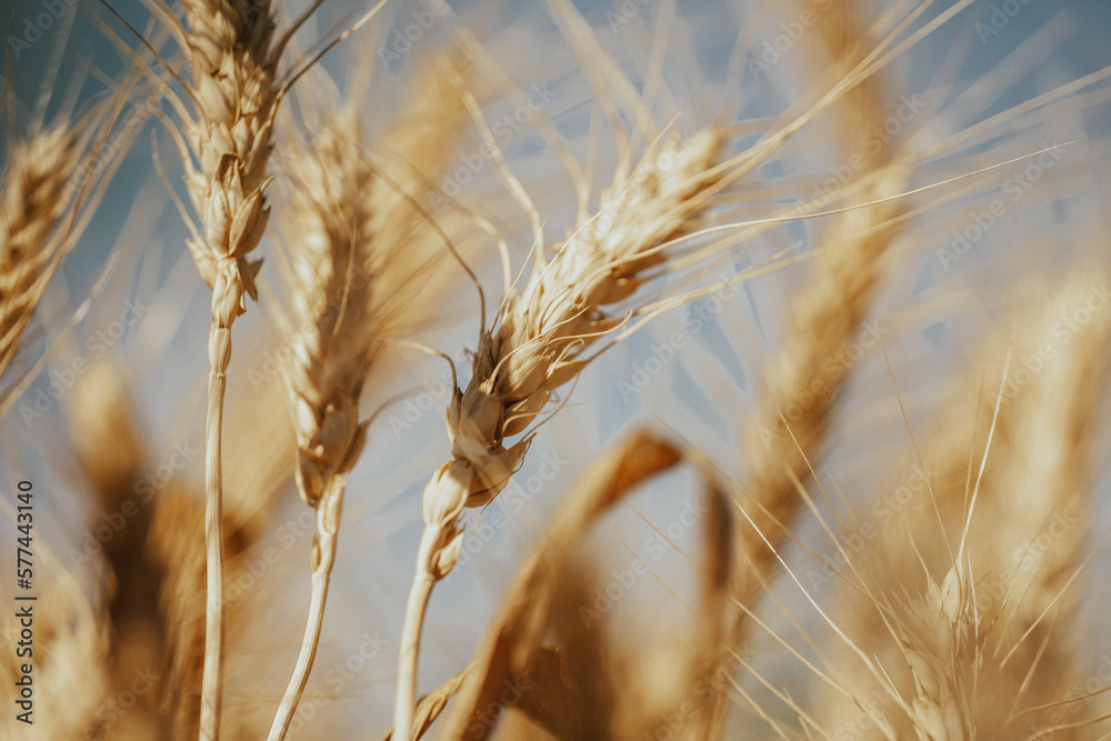 yellow ear against the blue sky, field, wheat, selective focus, film and grain photo yellow ear against the blue sky, field, wheat, selective focus, film and grain photo