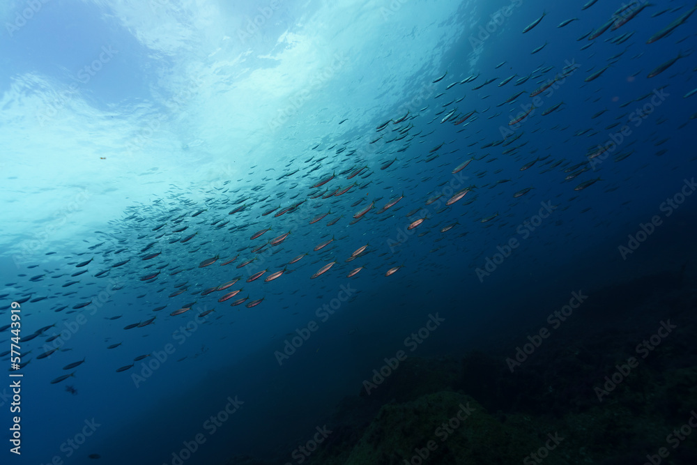 custom made wallpaper toronto digitalSeascape