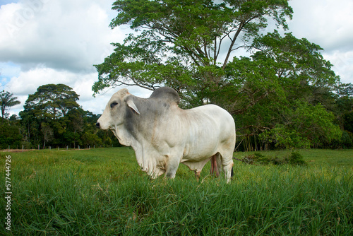 bull in the field