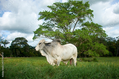 bull in the field