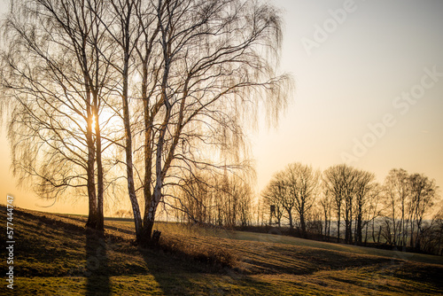 Birken auf einer Wiese im Sonnenuntergang im Winter