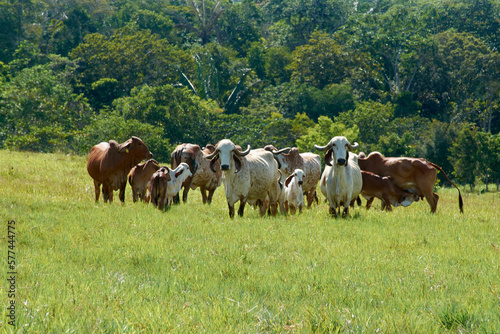 cows in the field