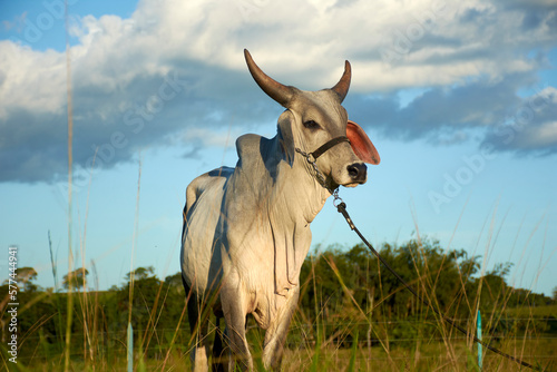 bull in the field