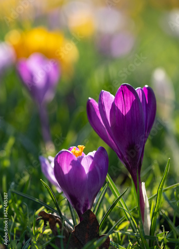 Purple, yellow and white crocuses growing in the grass. Photographed in spring at a garden in Wisley, Surrey UK. © Lois GoBe