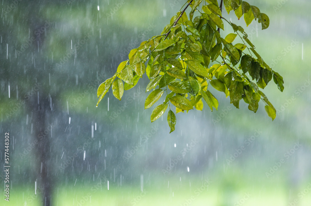 Tree With Raining Leaves raining shower drop on leaf tree, close up of rainfall in jungle,Heavy ...