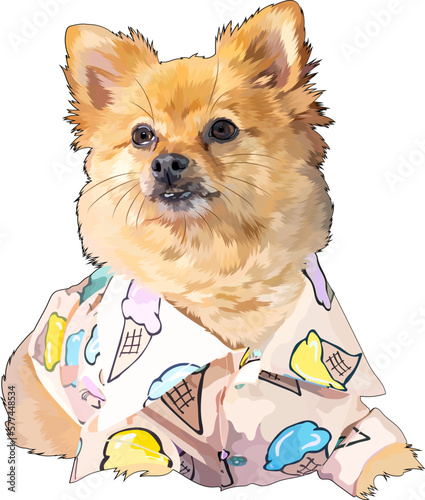 chihuahua puppy in a dress