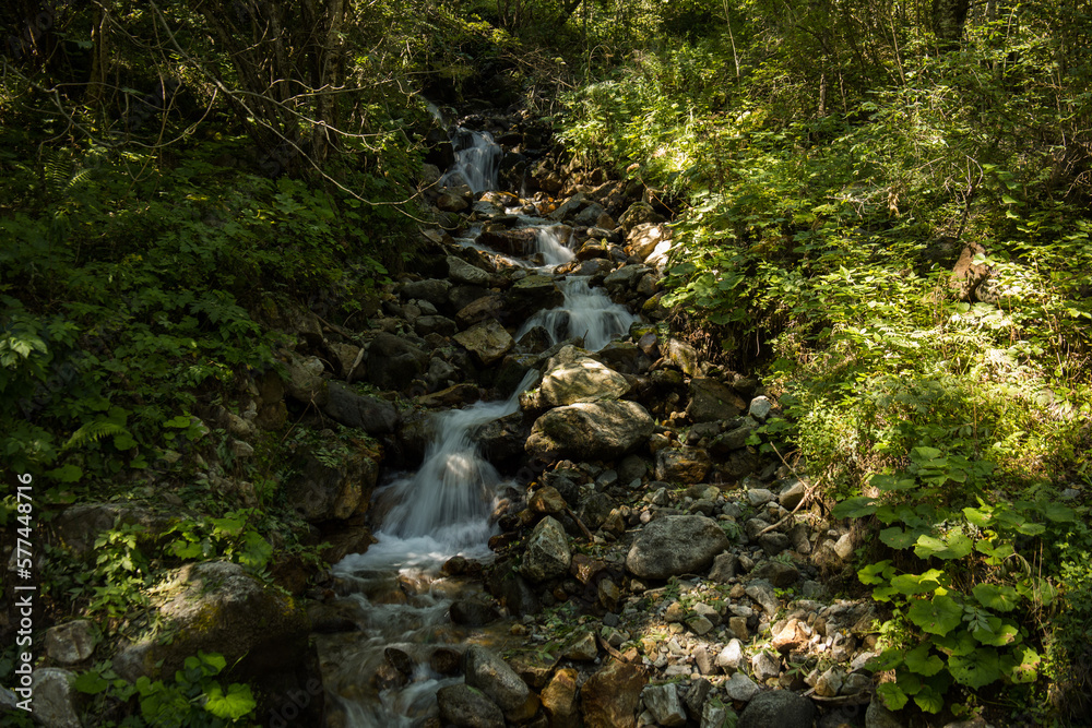 Fototapeta premium Forest river