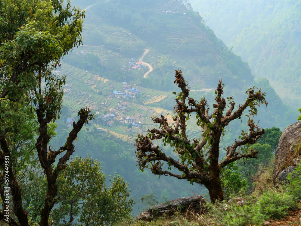 terraced rice-fields at Annapurna trekking route terraced rice-fields at Annapurna trekking route