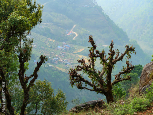 terraced rice-fields at Annapurna trekking route