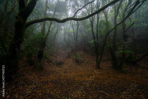 Fototapeta Naklejka Na Ścianę i Meble -  forest in fog