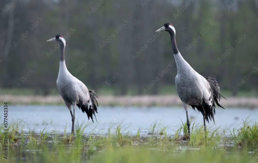 Obraz premium Common crane (Grus grus) in the wild. Early morning on swamp erens.
