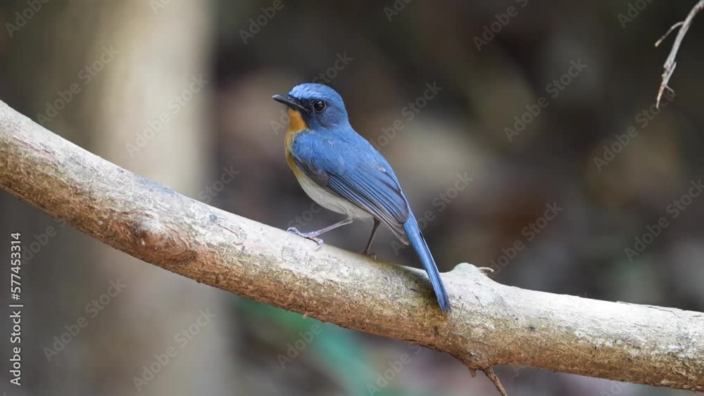 Tickell's Blue Flycatcher on a branch Tickell's Blue Flycatcher on a branch
