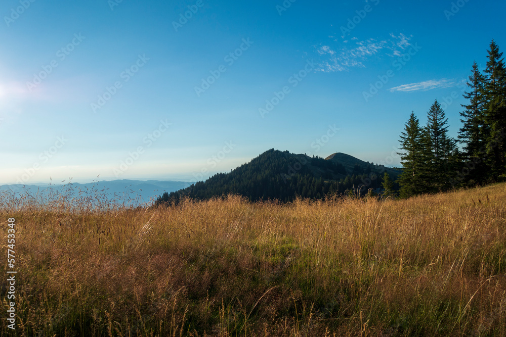 forest in the mountains and clear blue sky