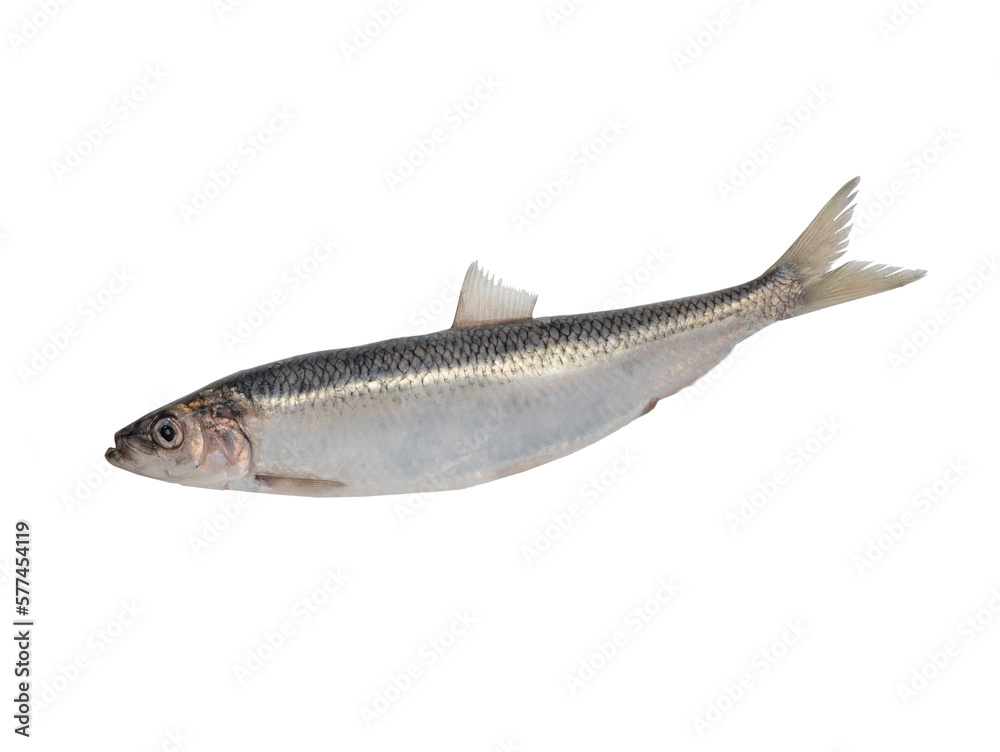 Big Baltic herring is isolated on a white background