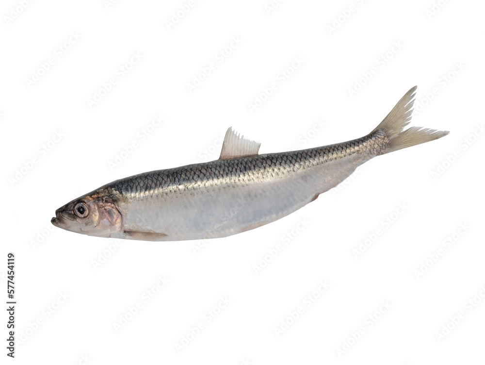 Naklejka premium Big Baltic herring is isolated on a white background