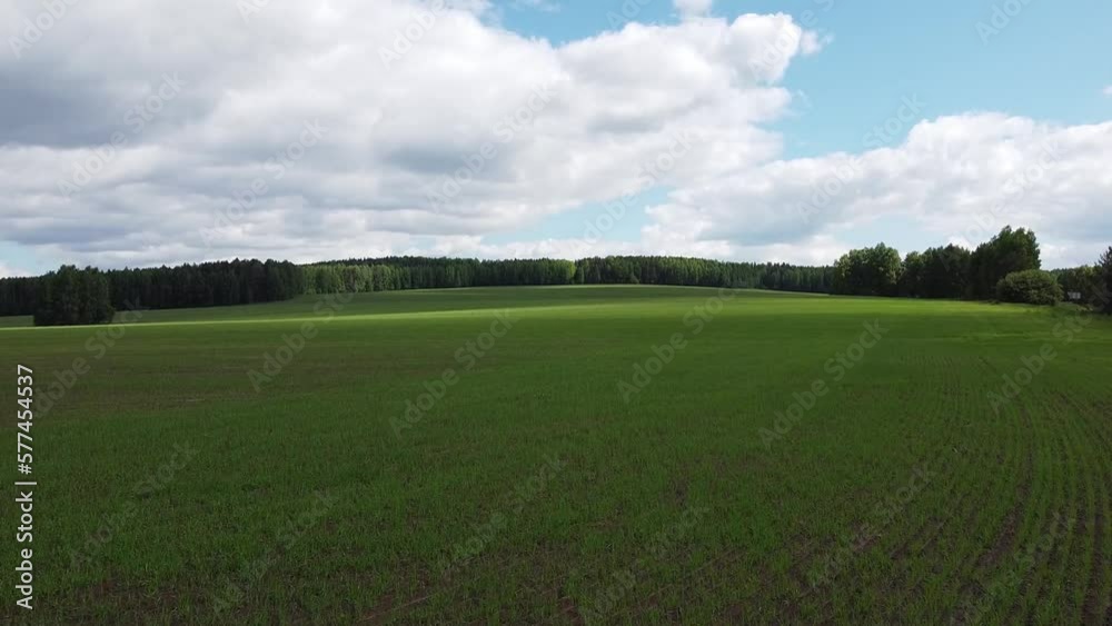 grass field grass field