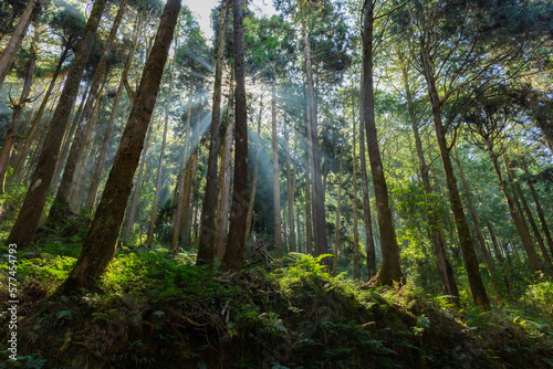 Fototapeta Naklejka Na Ścianę i Meble -  Cedar trees in the forest with through sunlight ray