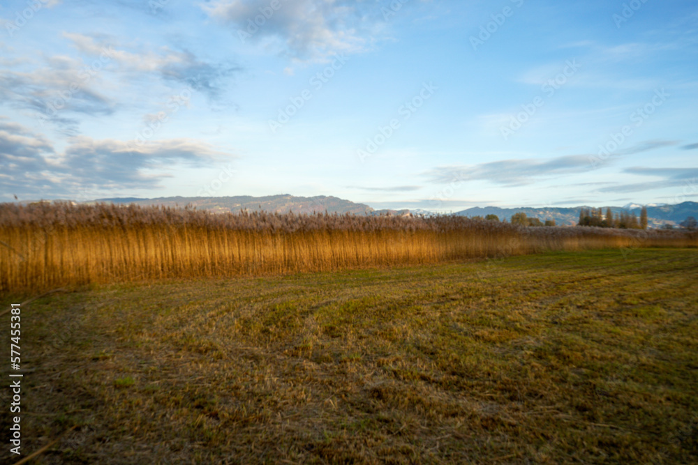 Field of reed in natural preserve