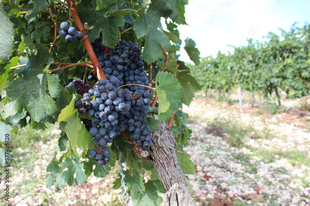 Beautiful grapes in the French Bordeaux. The grapes are almost harvested.