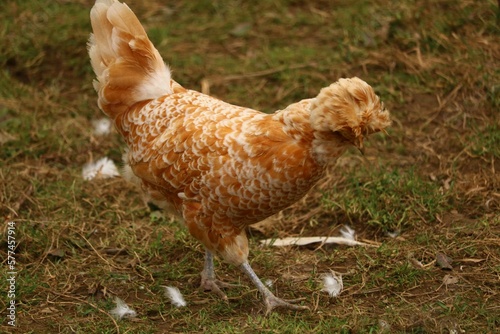 Padoue chamoisée liseré blanc naine photo