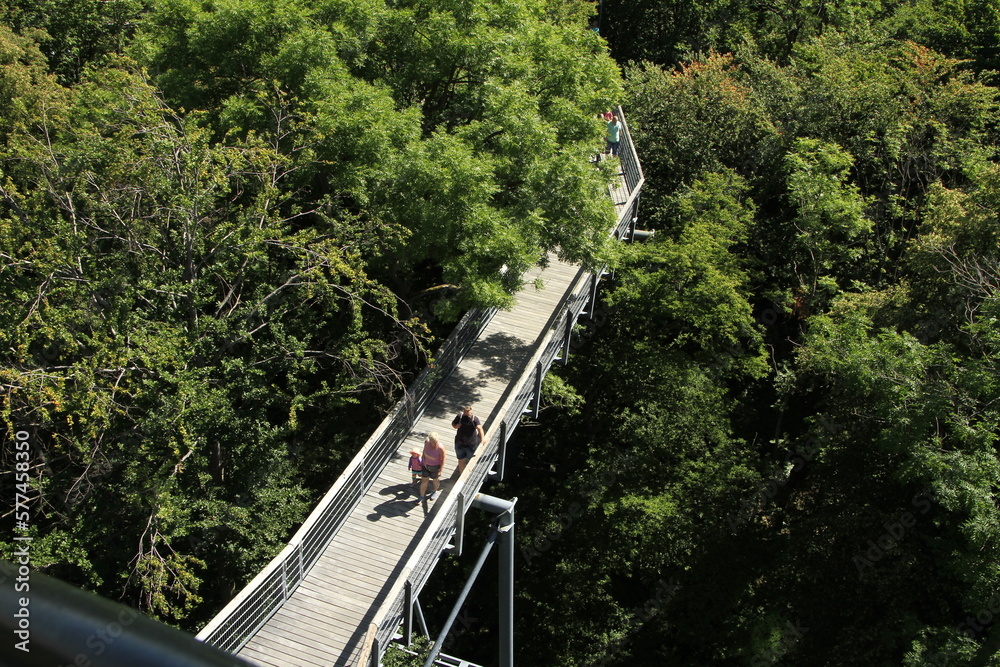 Fototapeta premium Nationalpark Hainich mit Baumkronenpfad. Thueringen, Deutschland, Europa - Hainich National Park with treetop path. Thuringia, Germany, Europe