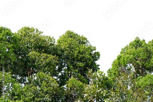 A large tropical trees on white isolated background 