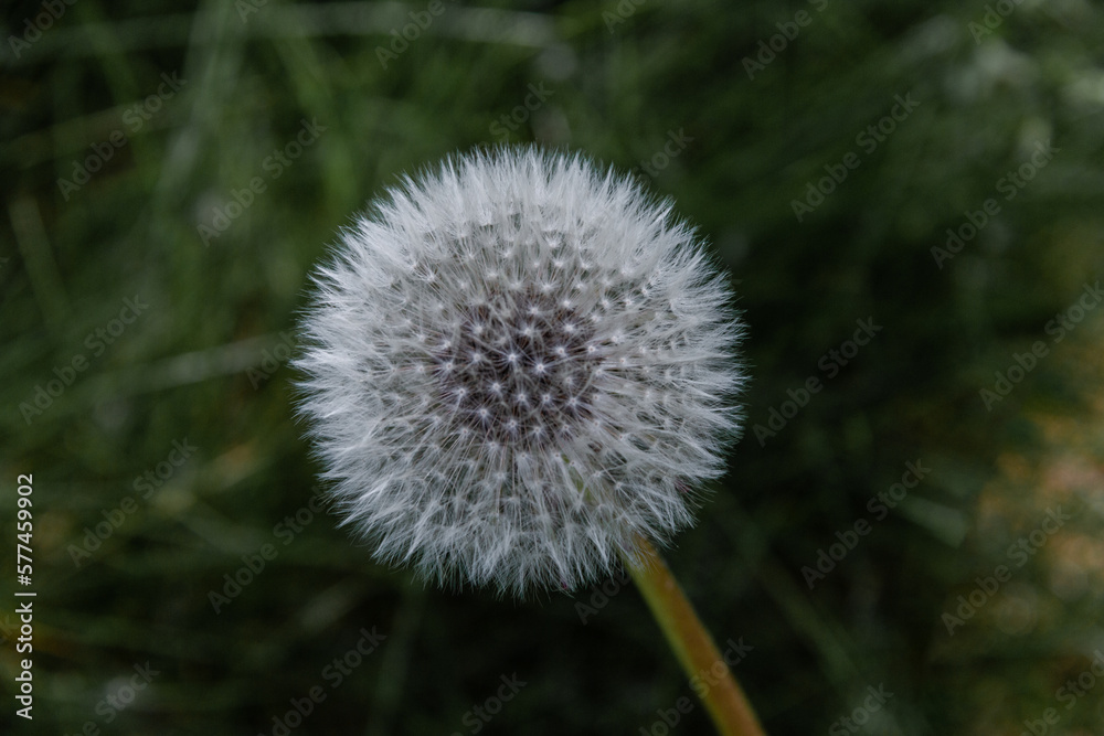 Fluffy white dandelion seed head on a green blurred background. Close-up. Soft focus. Fluffy white dandelion seed head on a green blurred background. Close-up. Soft focus.
