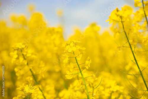 Yellow rapeseed flowers against the sky, soft focus, close-up. Blooming fields in spring