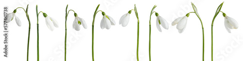 Fotografie Collection of snowdrop flowers  isolated on transparent background