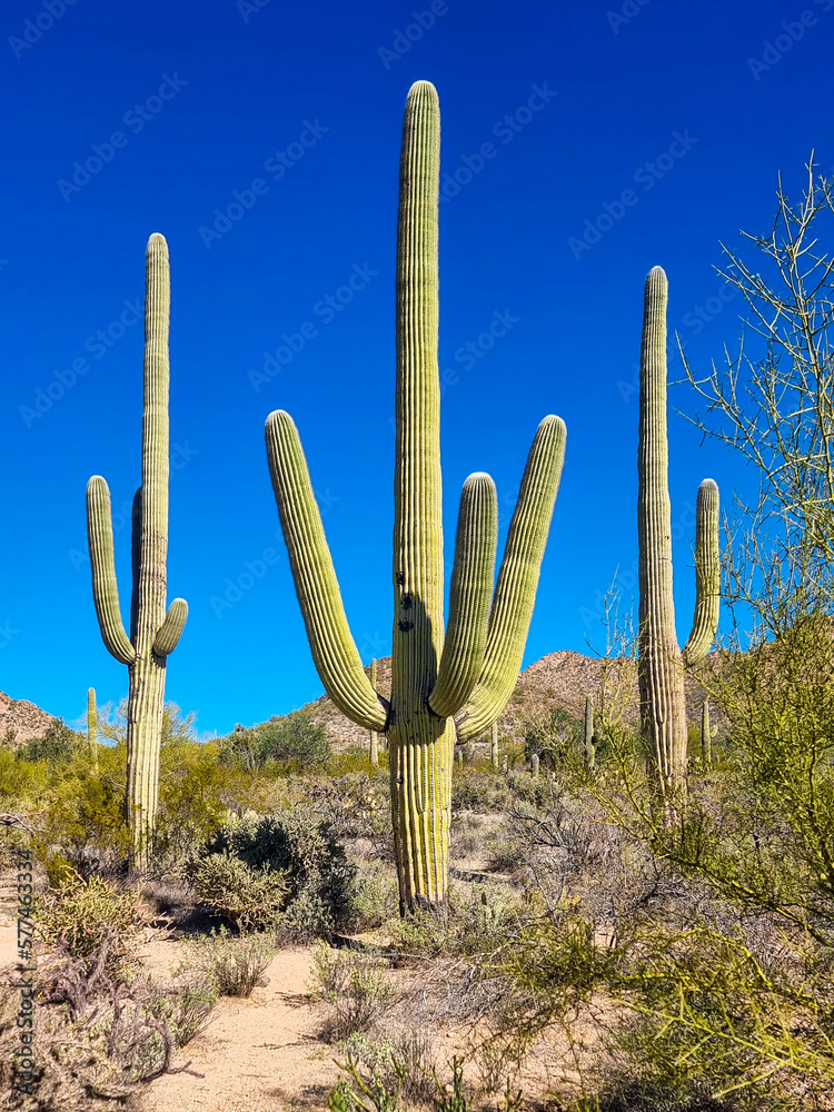The three cactusteers