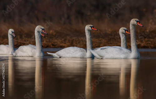 large waterfowl in its natural habitat, Mute Swan, Cygnus olor
